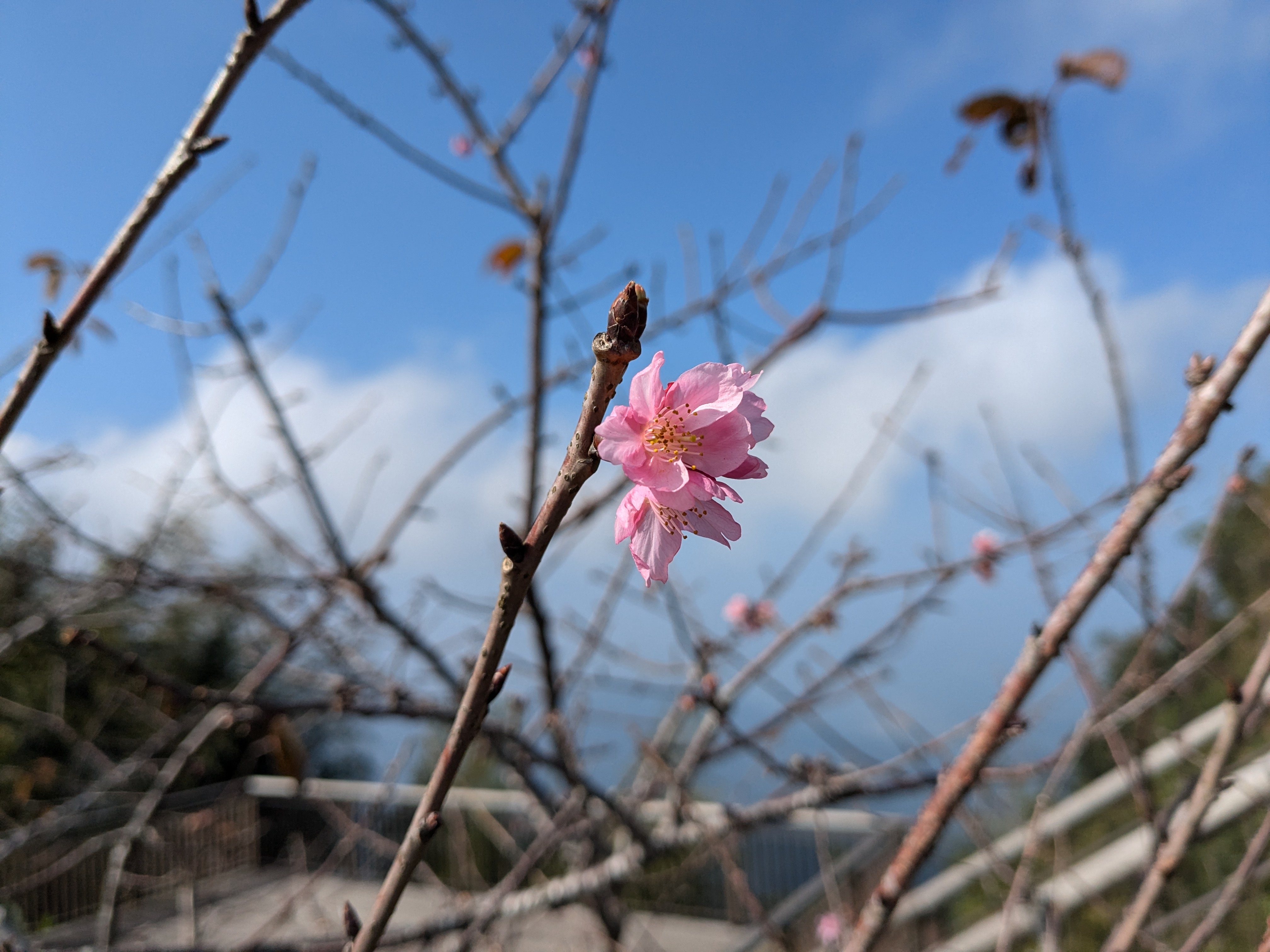 Saraswati Vadnais ✏️